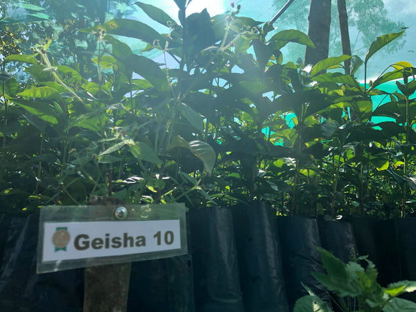 Discover Geisha