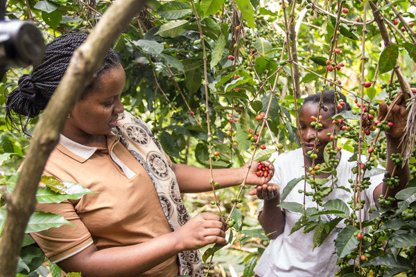 Is Fair Trade the same as Direct Trade?