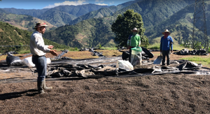 Our Coffee Sourcing Values