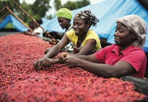 Women In Coffee