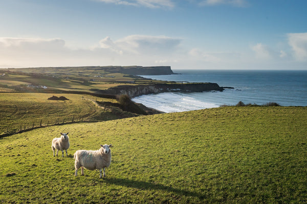 Coffee Culture: Ireland