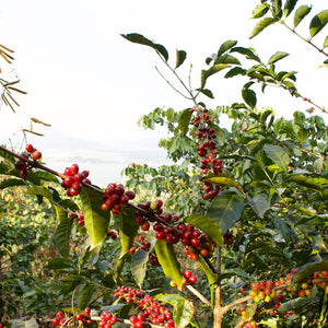 GUATEMALA LA REVUELTA GEISHA PRE-ORDER