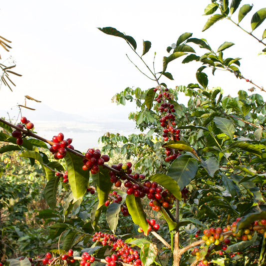 GUATEMALA LA REVUELTA GEISHA PRE-ORDER